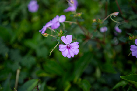 Impatiens hawkeri flower with blurred backgroundの写真素材