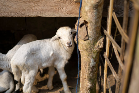 Cute Baby Goat from a Local Indonesian Farmの写真素材