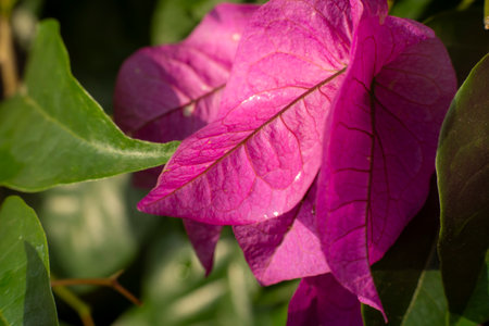 Bright Magenta Bougainvillea Flower Symbolizing Tropical Beautyの写真素材