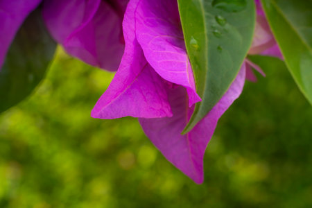 Beautiful Tropical Bougainvillea Bloom in Natural Sunlightの写真素材