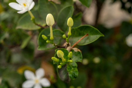 Close-Up of White Flower Buds in the Garden Before Bloomingの写真素材
