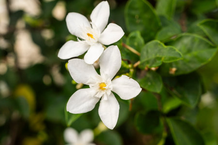Beautiful White Jasmine Flowers Blooming in the Garden with Green Leaves Backgroundの写真素材