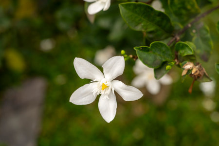 Close Up of White Tropical Flowers with Yellow Center in Natural Sunlightの写真素材