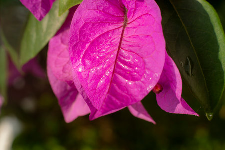 Macro Photography of Pink Bougainvillea Petals and Yellow Centerの写真素材