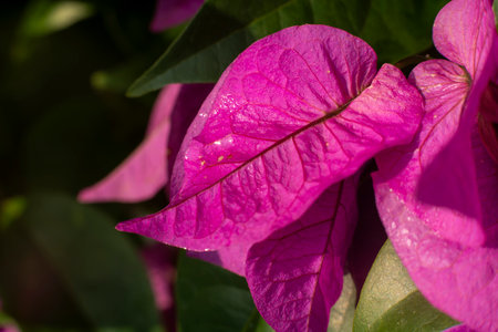 Bright Magenta Bougainvillea Flower Symbolizing Tropical Beautyの写真素材