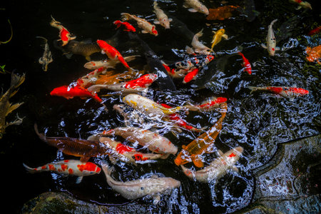 colorful koi fish swimming in pondの写真素材