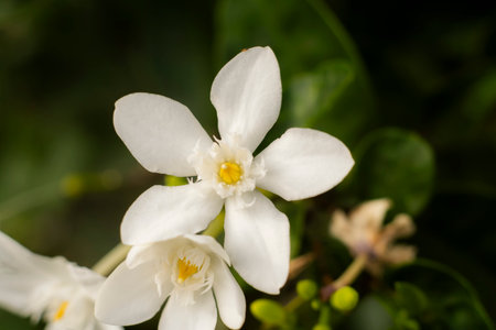 White Fragrant Flowers in Nature, Closeup View of Fresh Blossoms Outdoorsの写真素材