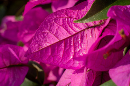 Macro Photography of Pink Bougainvillea Petals and Yellow Center