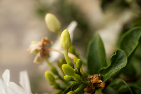 Close-Up of White Flower Buds in the Garden Before Bloomingの写真素材