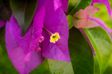 Close-Up of Vibrant Pink Bougainvillea Flower with Green Leavesの写真素材