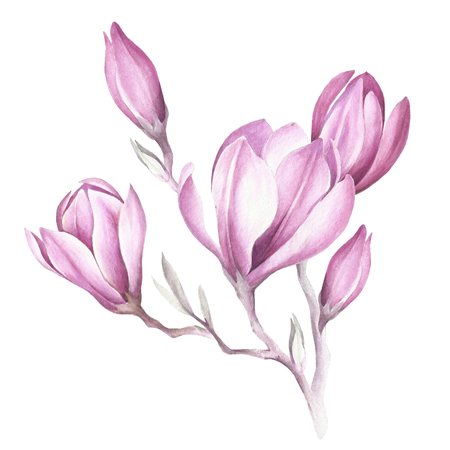 Image of blooming magnolia branch. Watercolor illustrationの写真素材