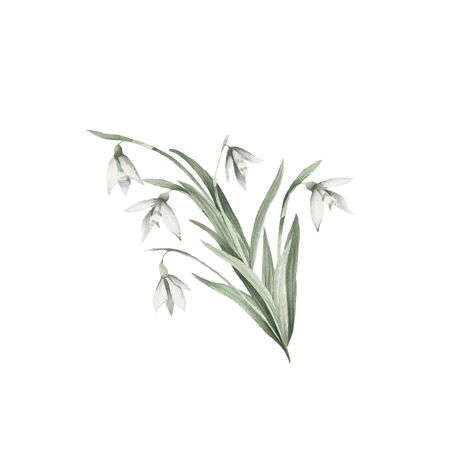 The image of a snowdrops.Hand draw watercolor illustrationの写真素材