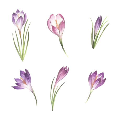 Set with flowers crocus. Hand draw watercolor illustrationの写真素材