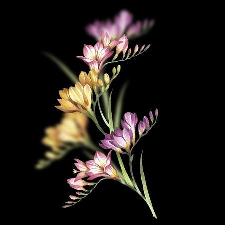 Bouquet of Freesia. Hand draw watercolor illustrationの写真素材