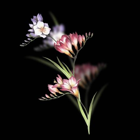 Bouquet of Freesia. Hand draw watercolor illustrationの写真素材