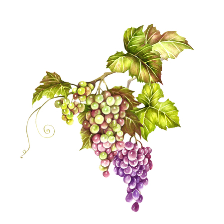 Grapes in hand drawn watercolor illustration.の写真素材