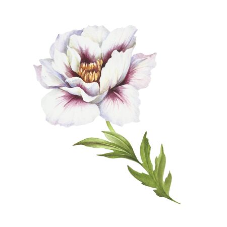 Image of Peony flower. Hand draw watercolor illustration.の写真素材