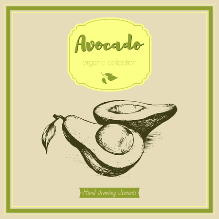 Vintage card image of avocado. Vector hand drawn sketch isolated illustrationsのイラスト素材