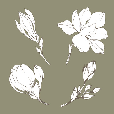 Set with Magnolia flowers and buds. Vector botanical illustration.のイラスト素材