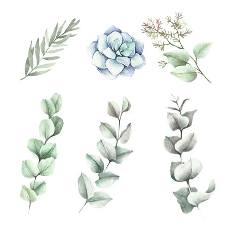 Set of leaves eucalyptus and succulent on white background. Hand draw watercolor illustration.の写真素材