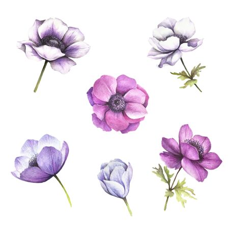 Set of flowers. Anemones. Hand draw watercolor illustrationの写真素材