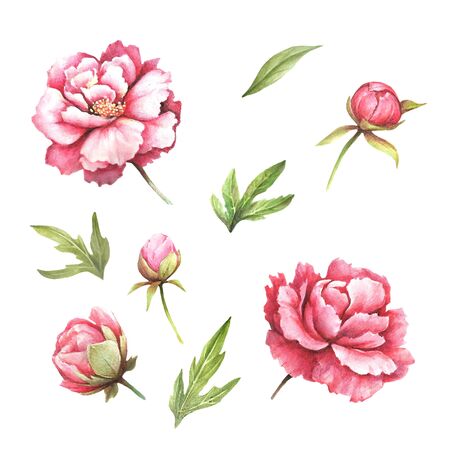 Flowers and buds peonies. Hand draw watercolor illustrationの写真素材