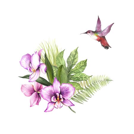Composition with orchids, leaves and hummingbird. Watercolor illustration.の写真素材