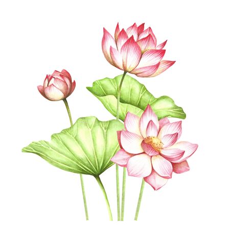 Composition with lotus. Hand draw watercolor illustration.の写真素材