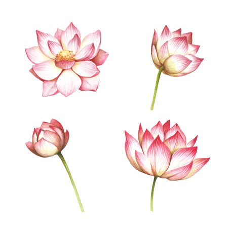 Set with flowers lotus. Hand draw watercolor illustrationの写真素材