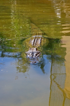Crocodile looking in water at a zoo with green copy space verticalの写真素材