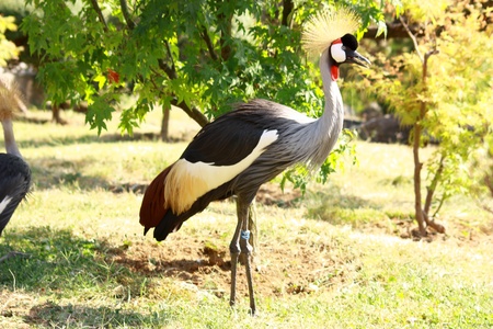 Gray Crowned Crane (Balearica Regulorum) at a zooの写真素材