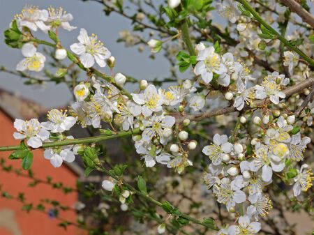 Flowers of a plum tree close upの写真素材