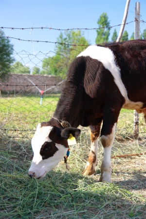 Black and white calf is feeding by grass - verticalの写真素材