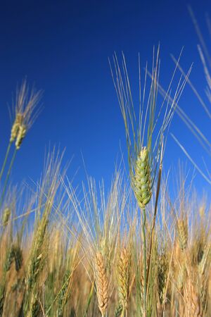 Single wheat over field and blue sky - Shallow DOFの写真素材