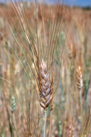 Single wheat over fieldの写真素材