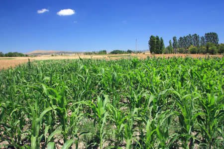 Corn field with blue skyの写真素材