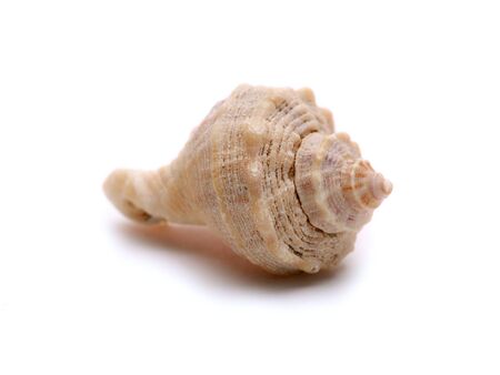 Single seashell macro isolated on white backgroundの写真素材