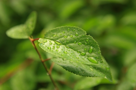 Green tree leaf with rain drops macroの写真素材
