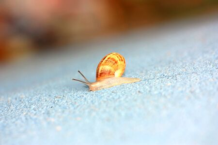Single snail crawling on a wall macro shot with copy spaceの写真素材