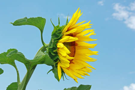 Sunflower over blue sky with green leavesの写真素材