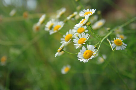Daisy flowers with blurry green backgroundの写真素材