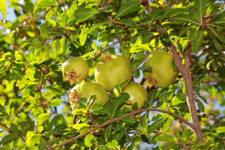 A bunch of pomegranates on tree with green leavesの写真素材