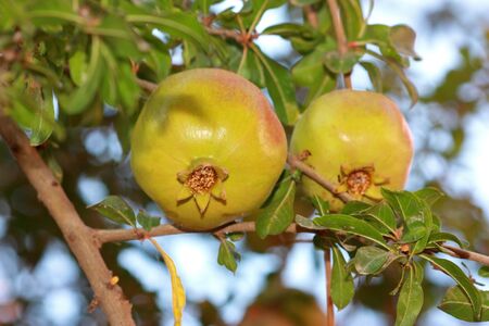 Two Pomegranates on tree with green leavesの写真素材