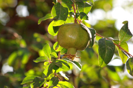 Pomegranate on tree with green leavesの写真素材