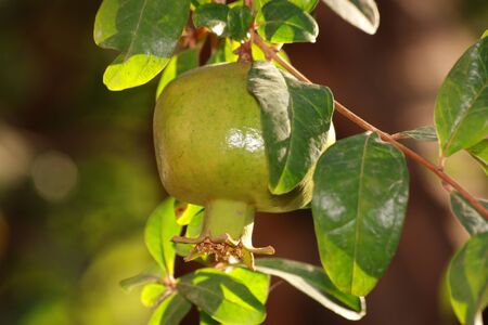 Pomegranate on tree with green leavesの写真素材