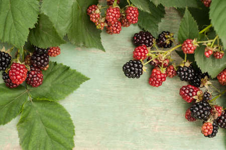 Blackberries on a branchの写真素材