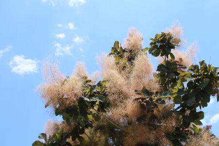 Japanese tree nature blue sky so beautiful so good too