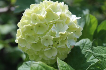 white viburnum in the green garden is very beautiful very good