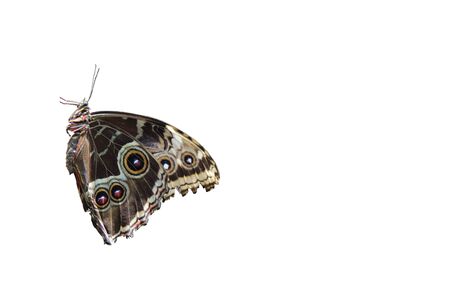 The colorful butterfly isolated against white background is very beautiful and attractive very well