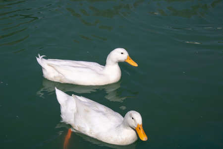 duck swimming white duck on green water